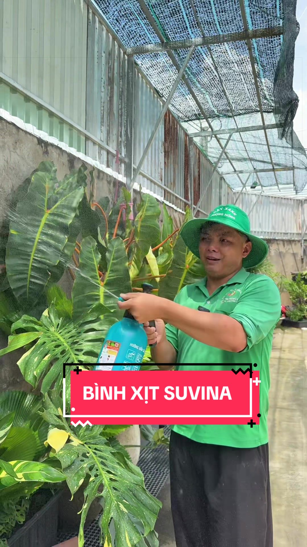 @Cây Xanh Phong Hồng