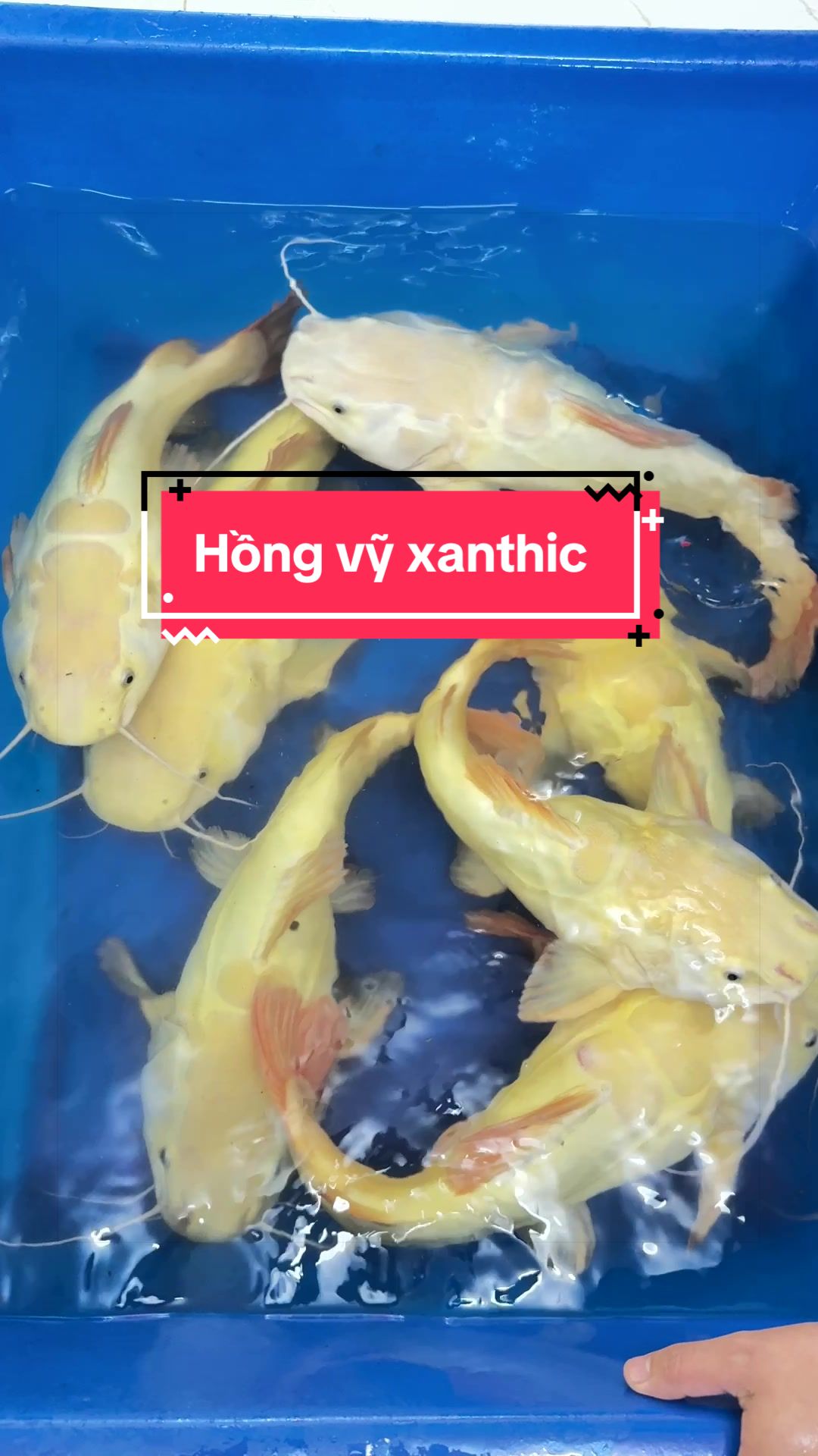 @Phát Đạt Bán Cá 😎🐠🦈