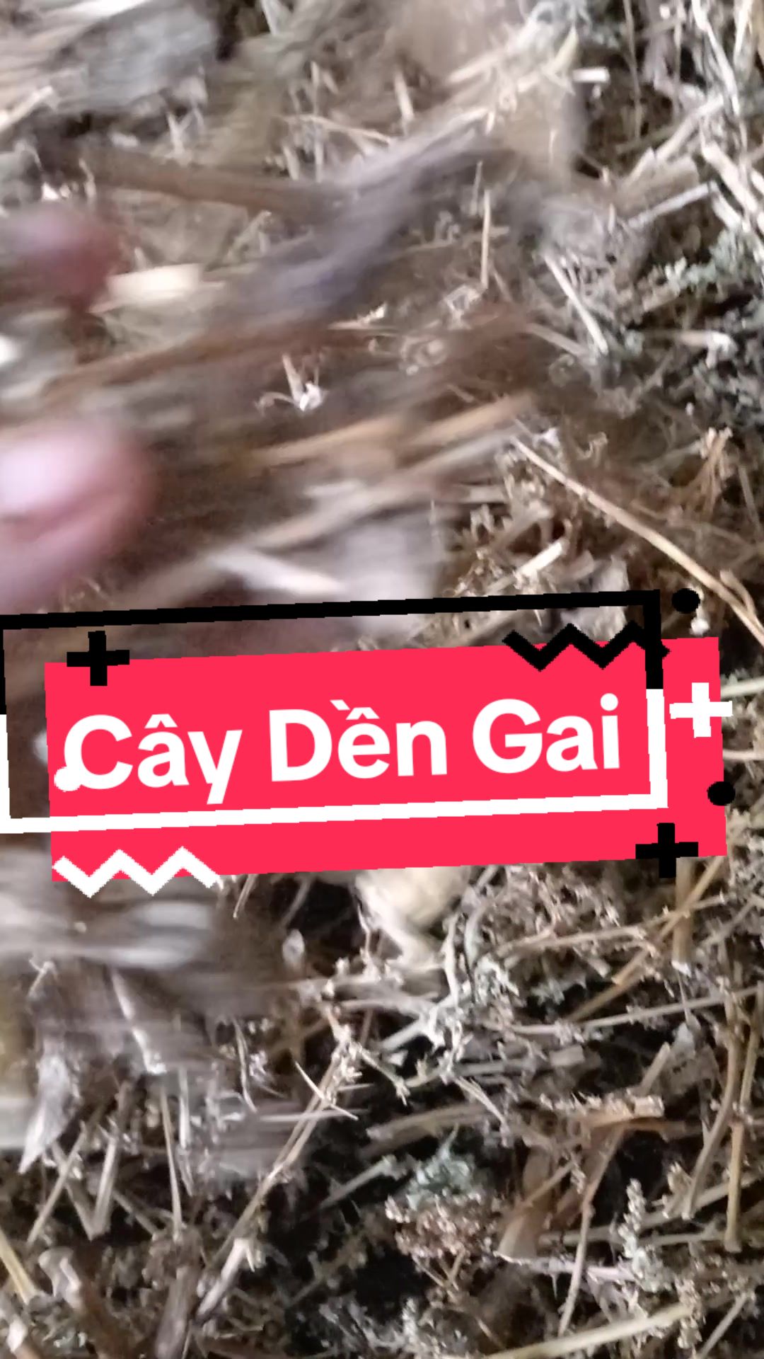 @BÁCH VỊ PHƯƠNG NAM