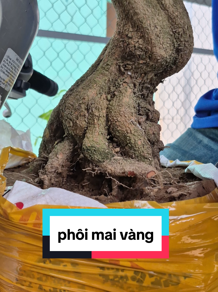 @Văn Long