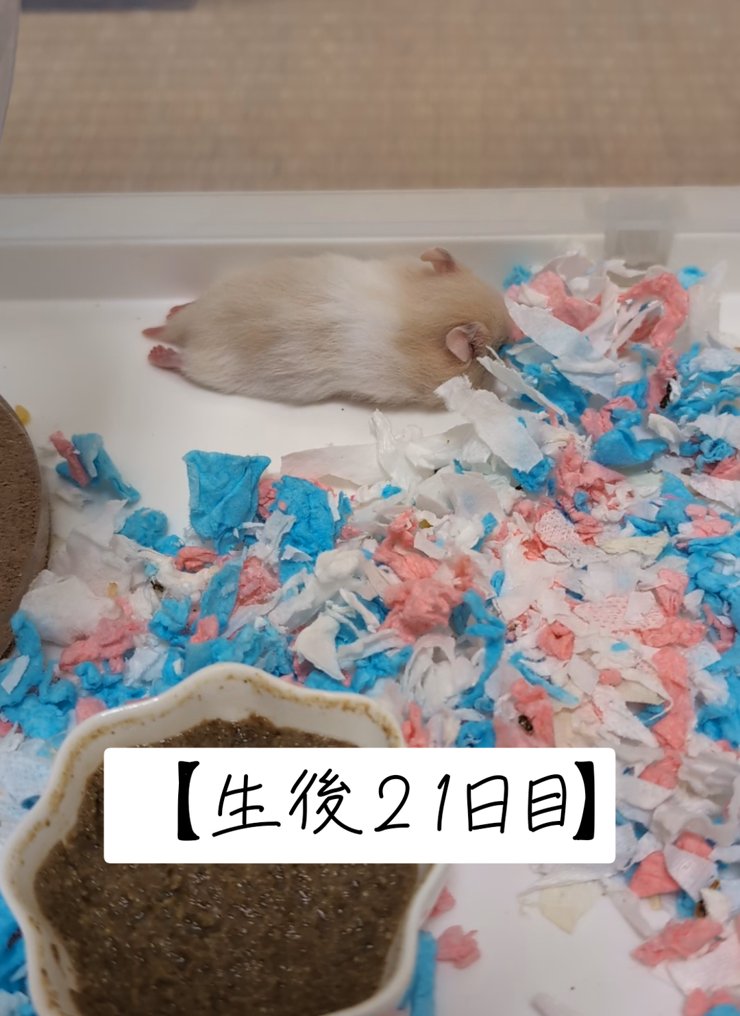 @鼻声🐹主婦