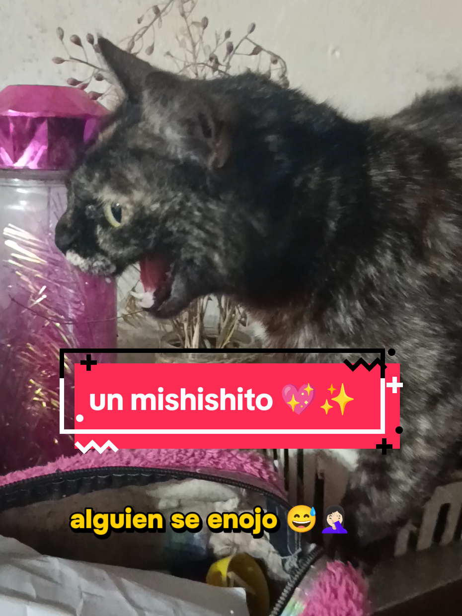 @🇦&nbsp;🇱&nbsp;🇪&nbsp;✨💖