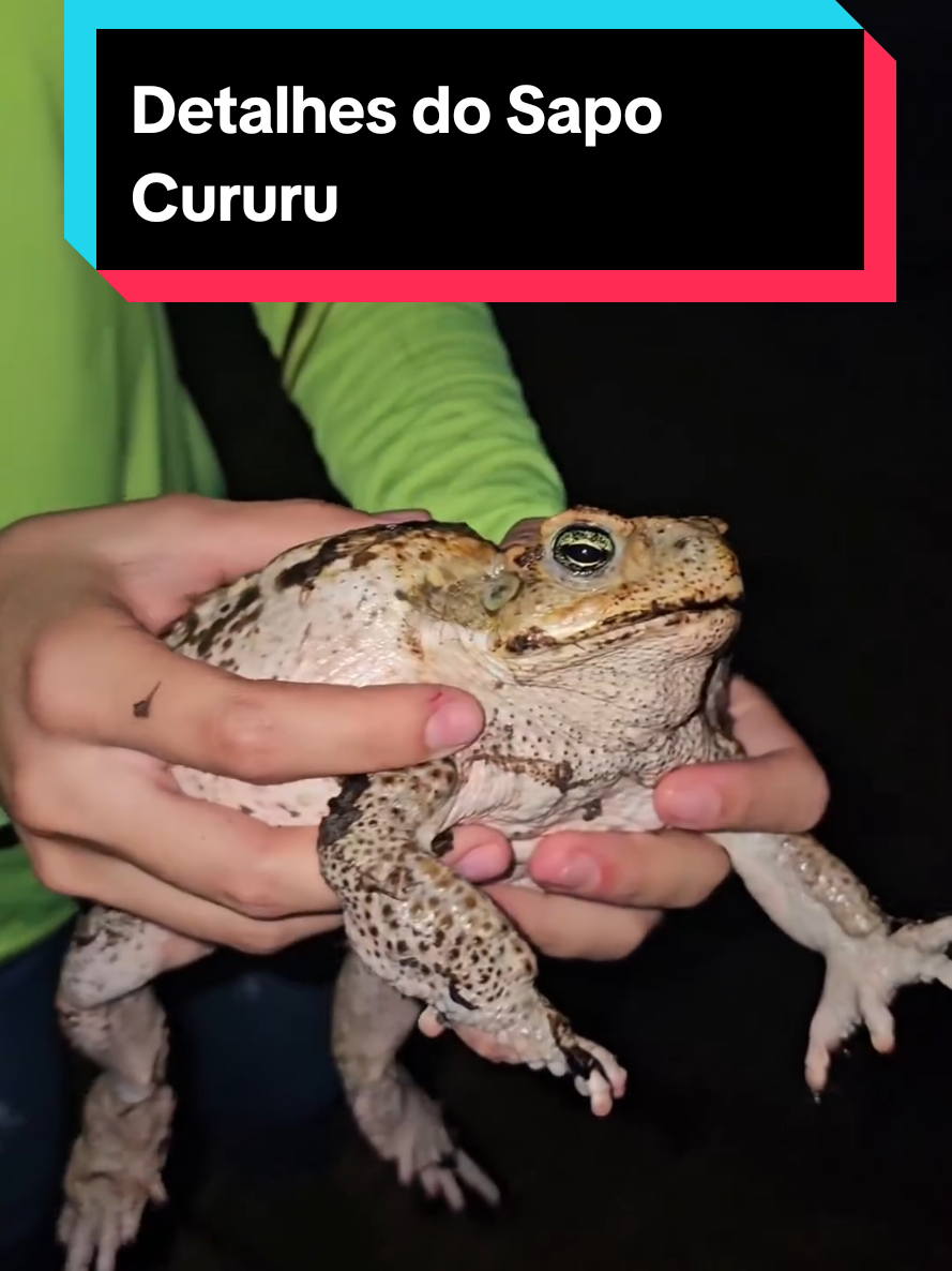 @Princesa das Serpentes