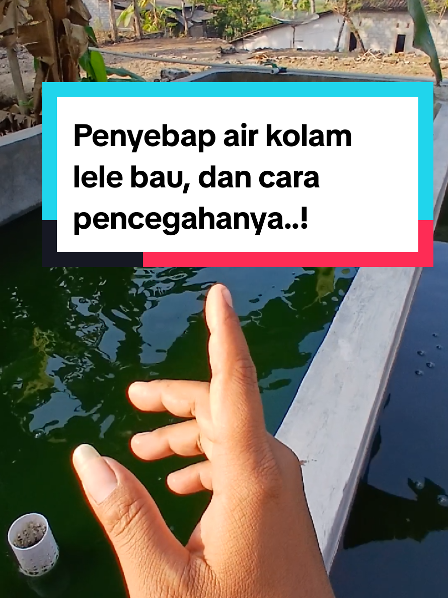 @Kang_Ewi