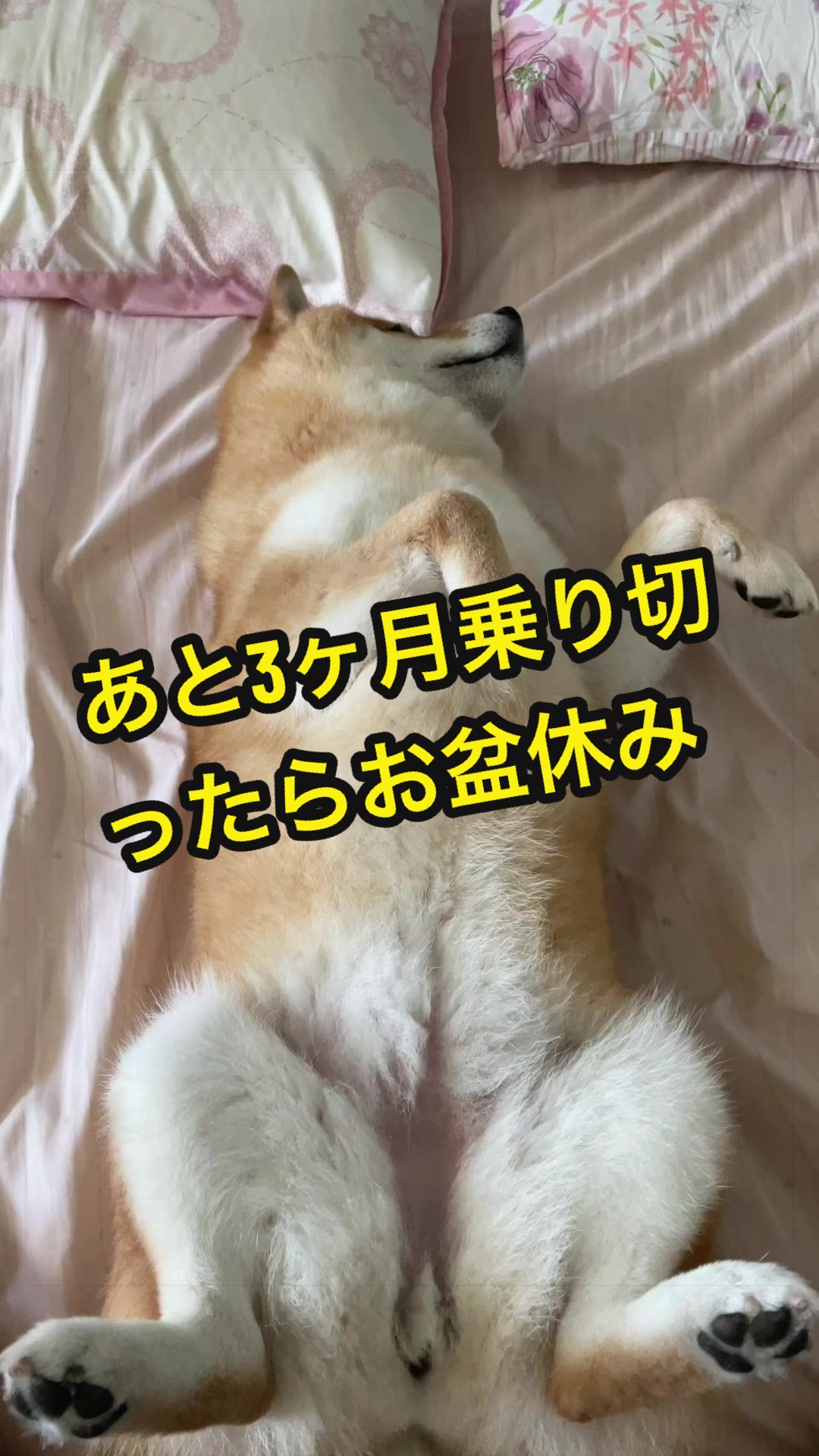 @特に柴犬が好きな人