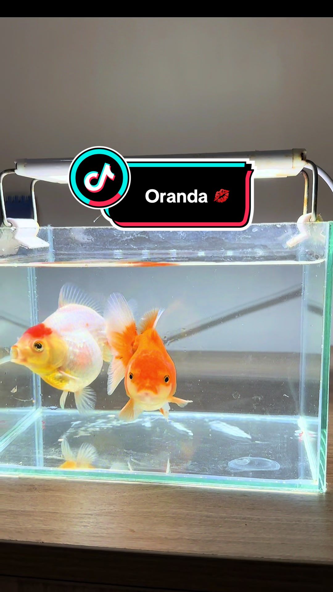 @Ranchu Sakana House 🐠