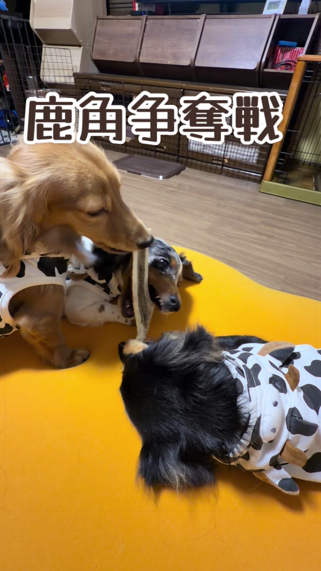 @あんちゃんまん