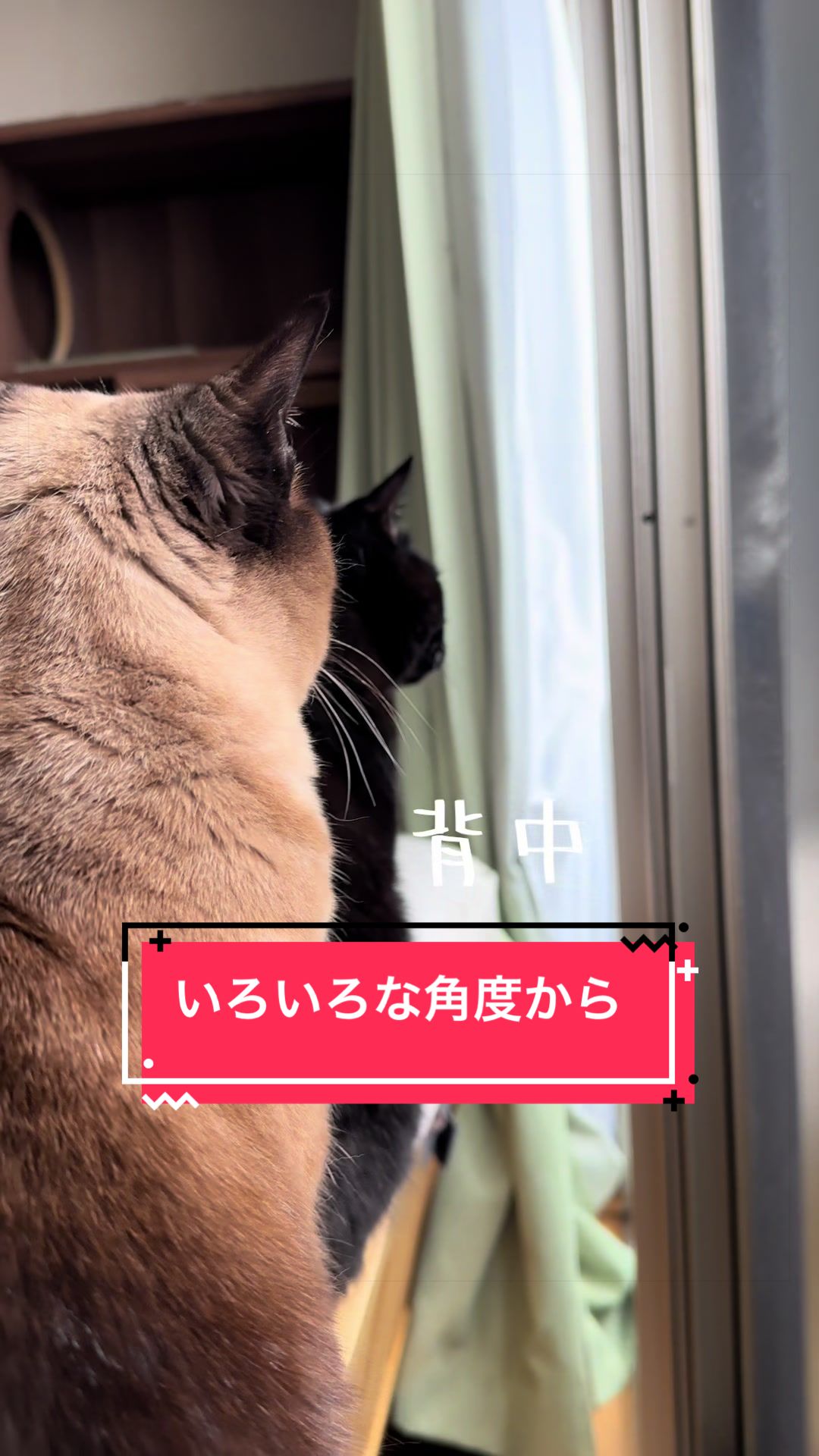 @うちのコレンジャー