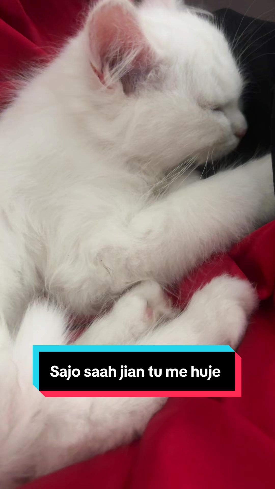 @Sahania97