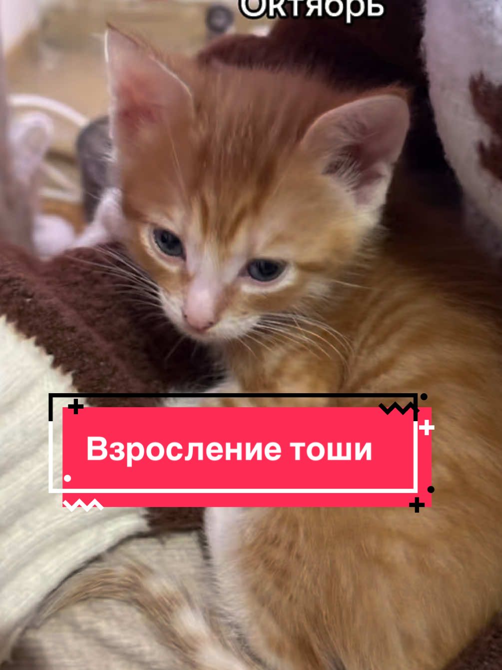 @alenas_wild_home