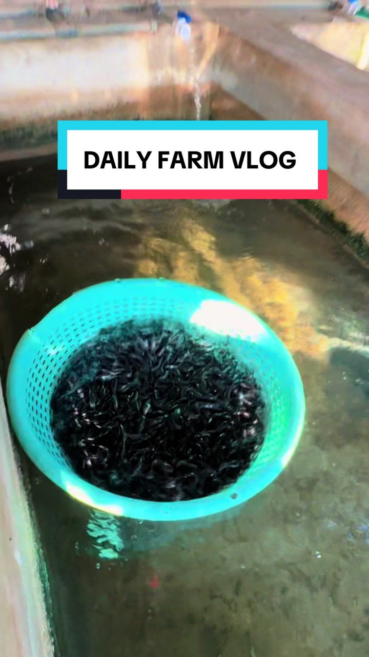 @Lagosfarmgirl