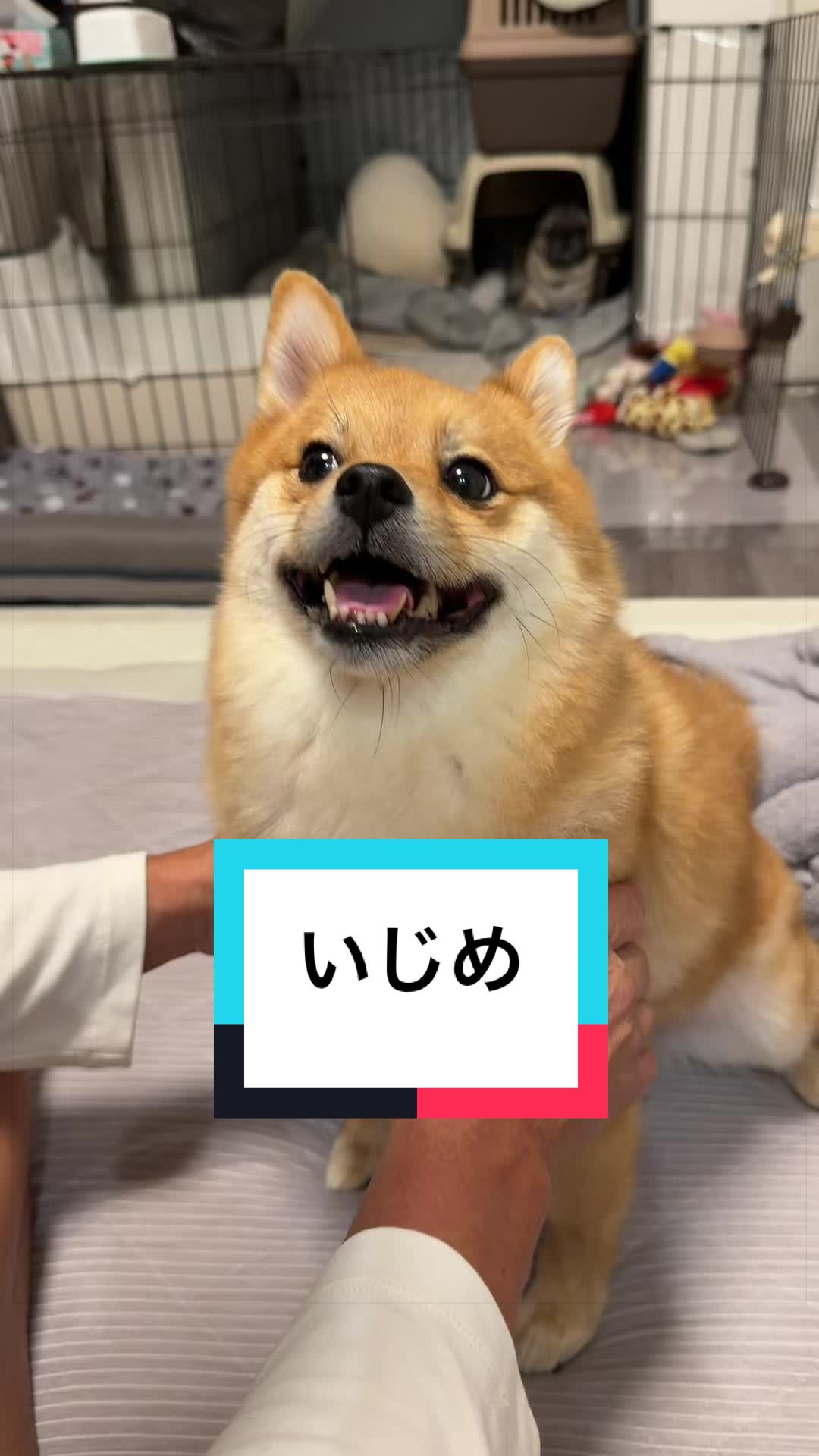 @9/28🎂おじ生誕祭🐶とん&ぺっぺこぺー🦊