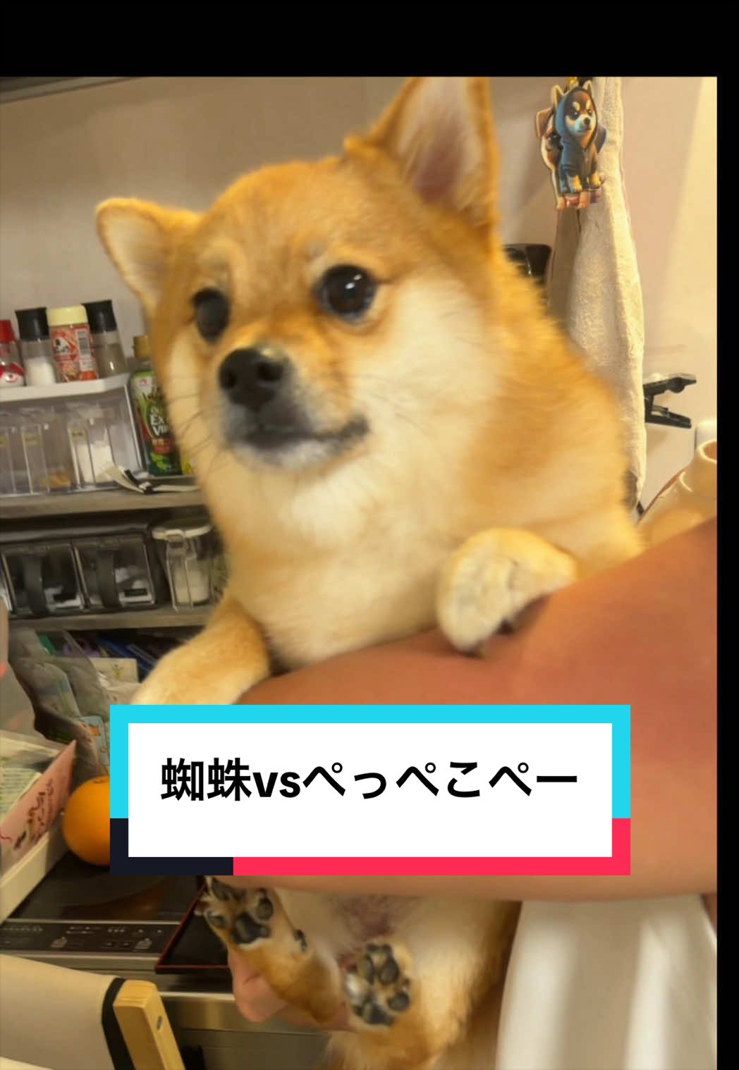 @🐶とん&ぺっぺこぺー🦊