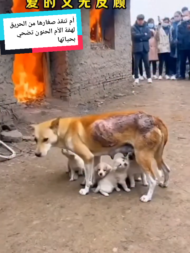 @الافتراس