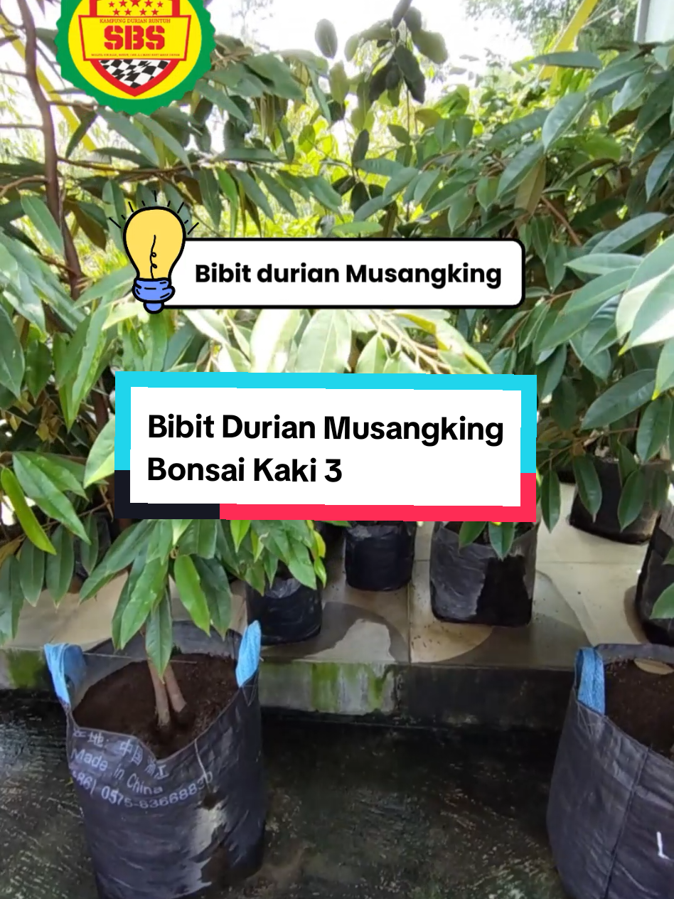 @Produksi Buah_SBS