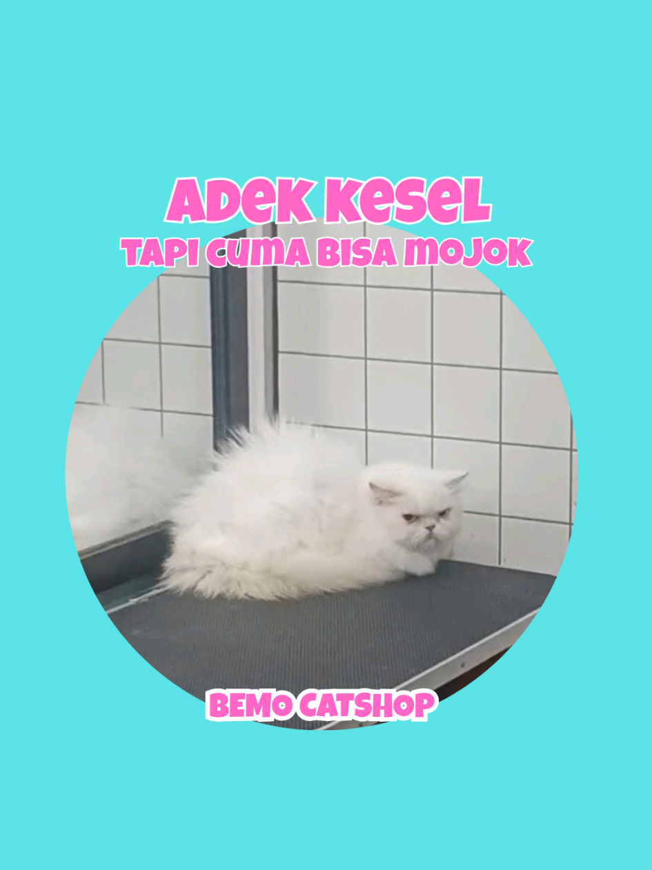 @Bemo Catshop