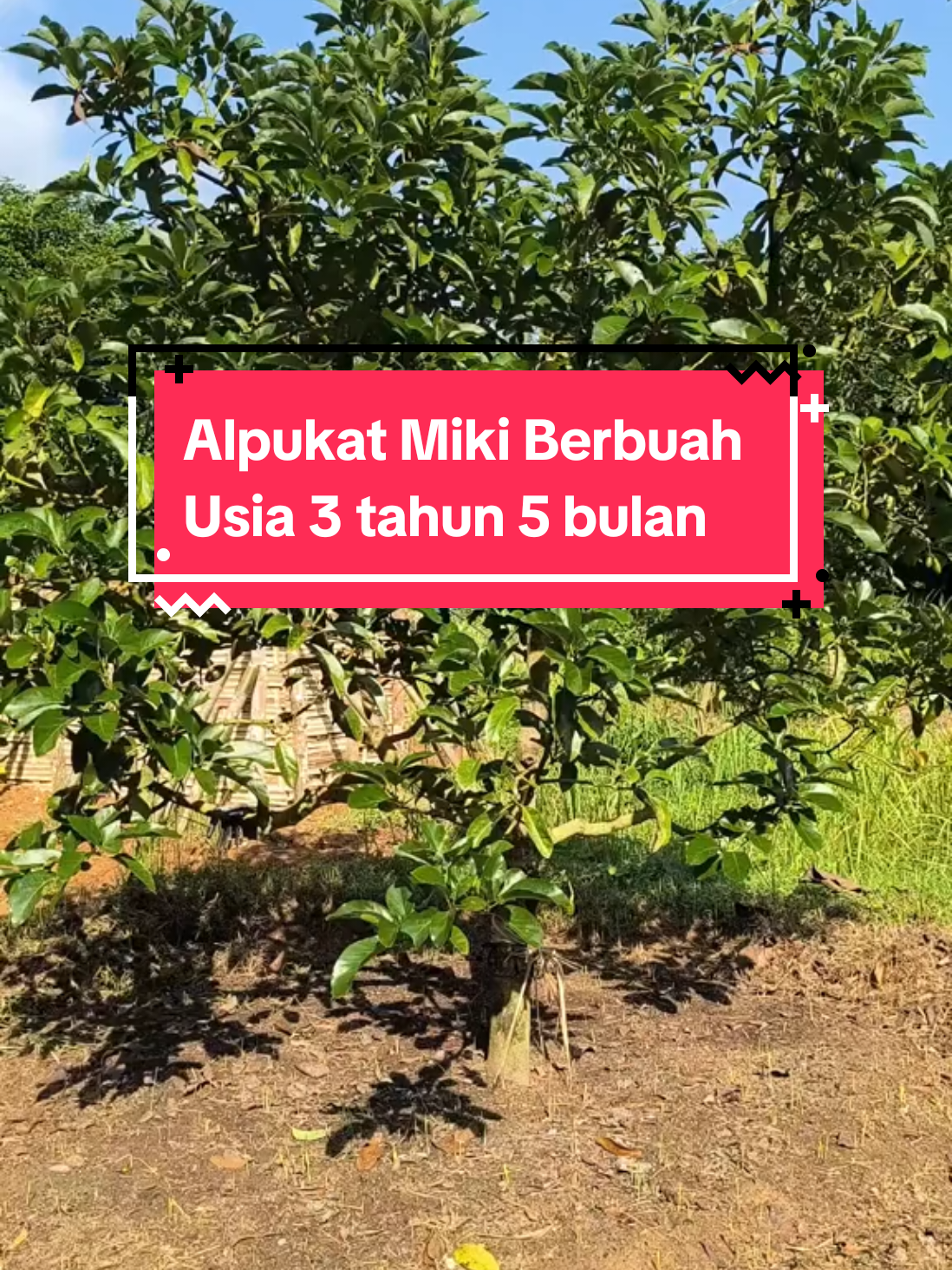 @BRIDGE_FARM