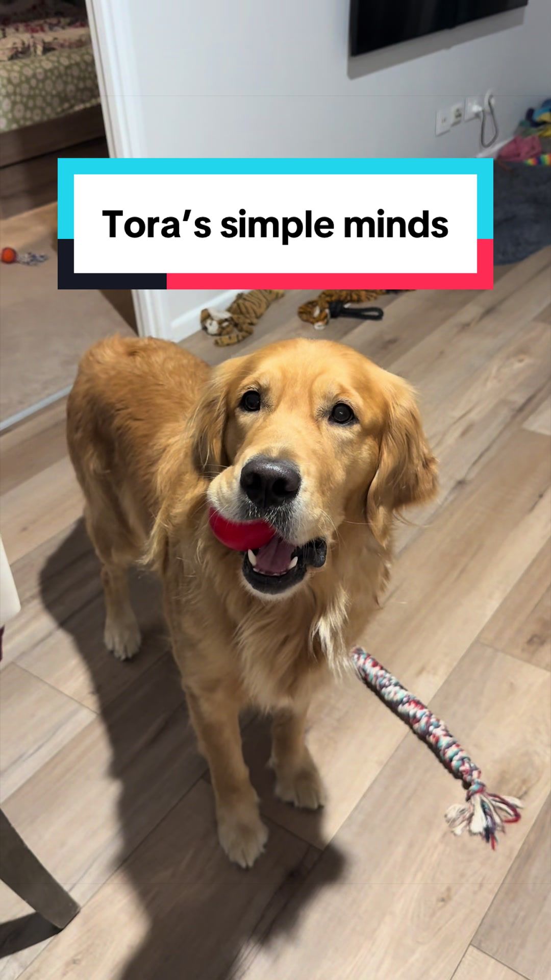 @3goldenretriever
