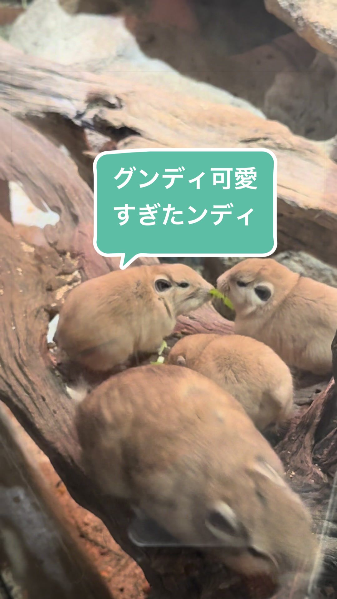 @咲