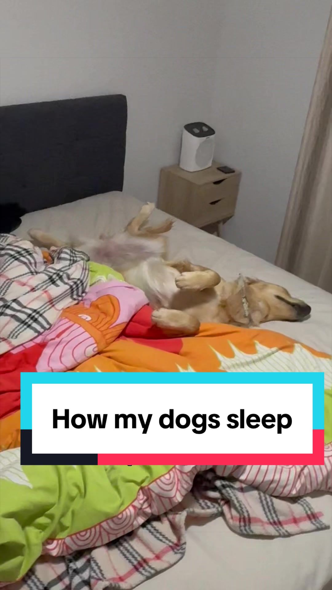 @3goldenretriever