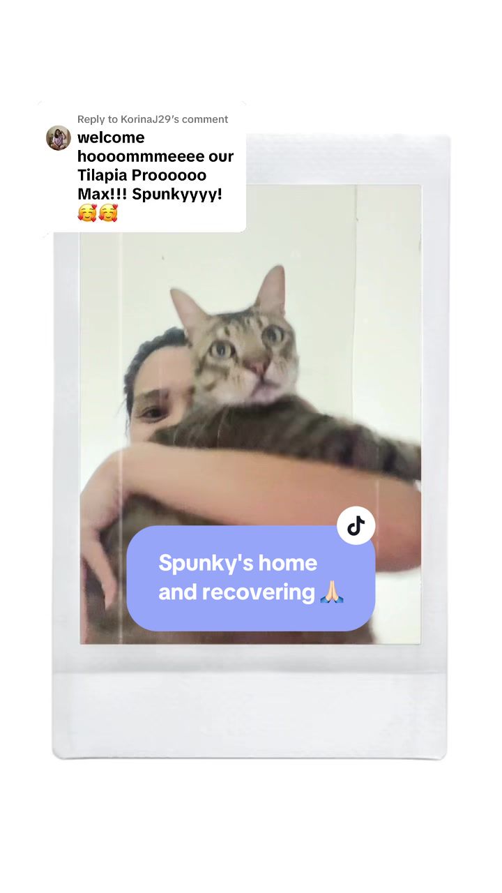 @17meows