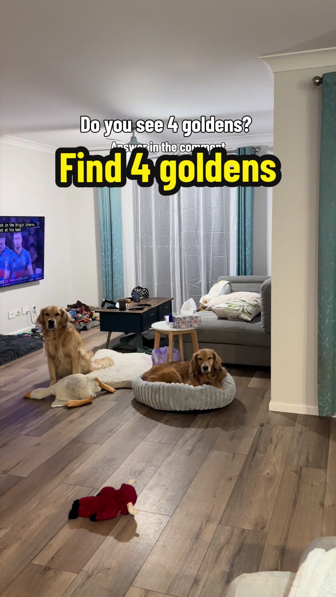 @3goldenretriever