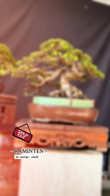 @warbonsai_purwodadi