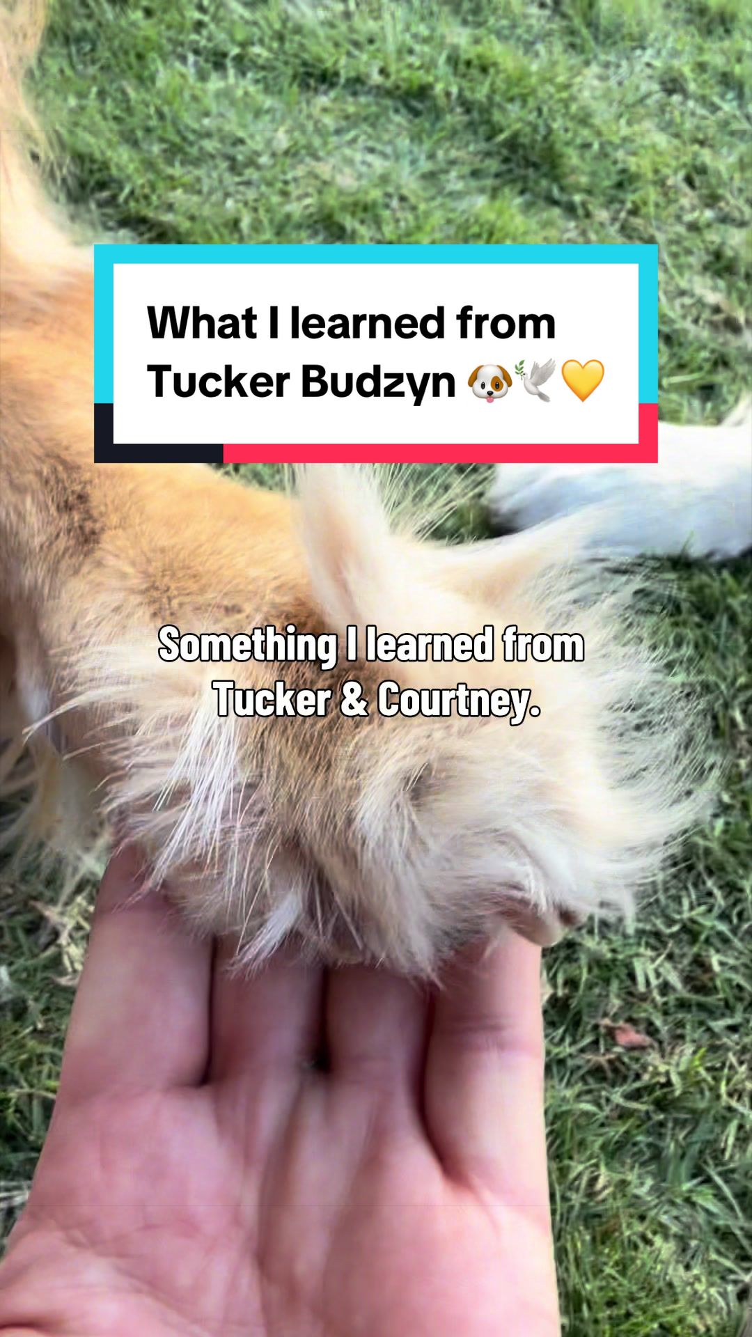 @3goldenretriever