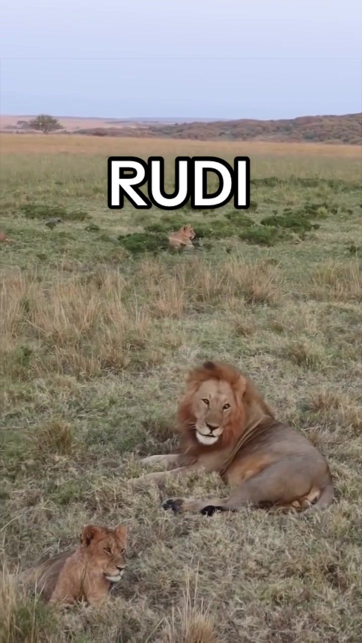 @𝓝 𝓪 𝓲 【Lion Expert】