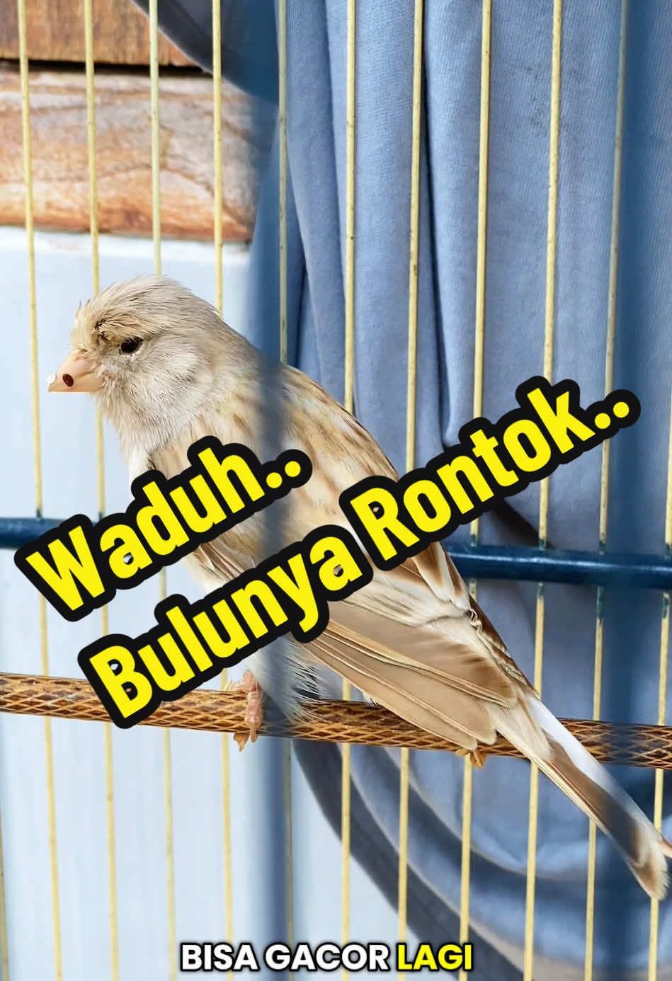 @GeDang Manuk