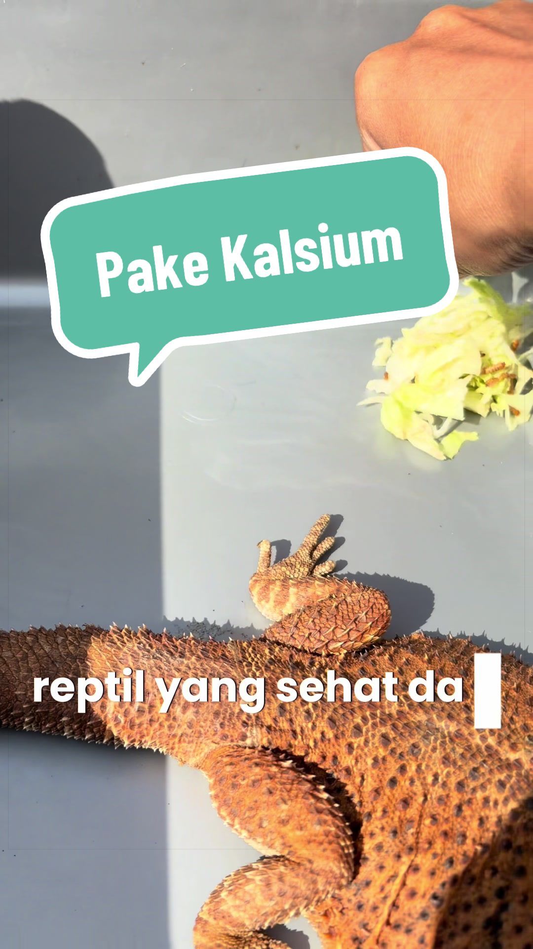 @Pet Journal Space