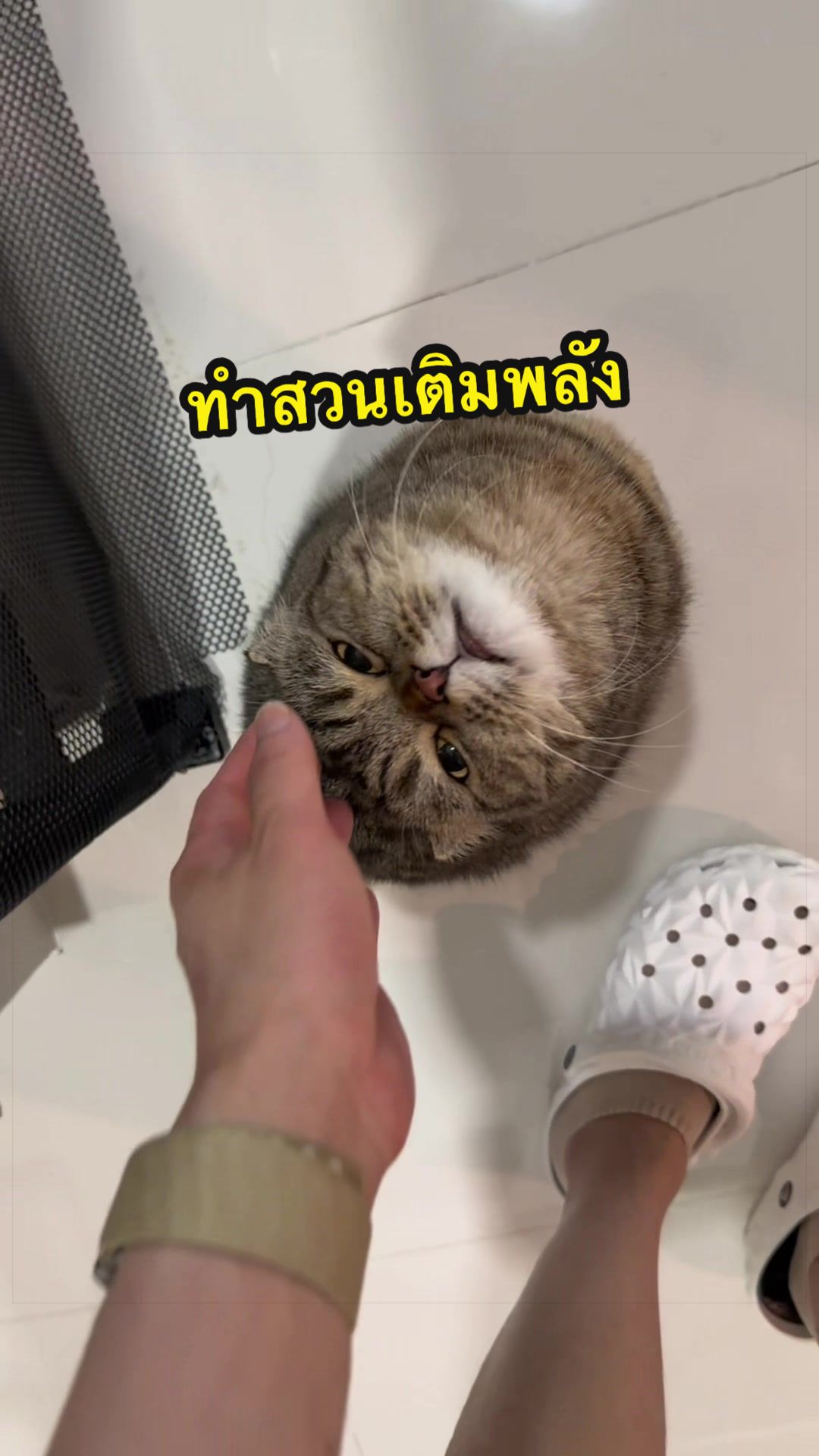 @เชอรี่ขืนใจแมว