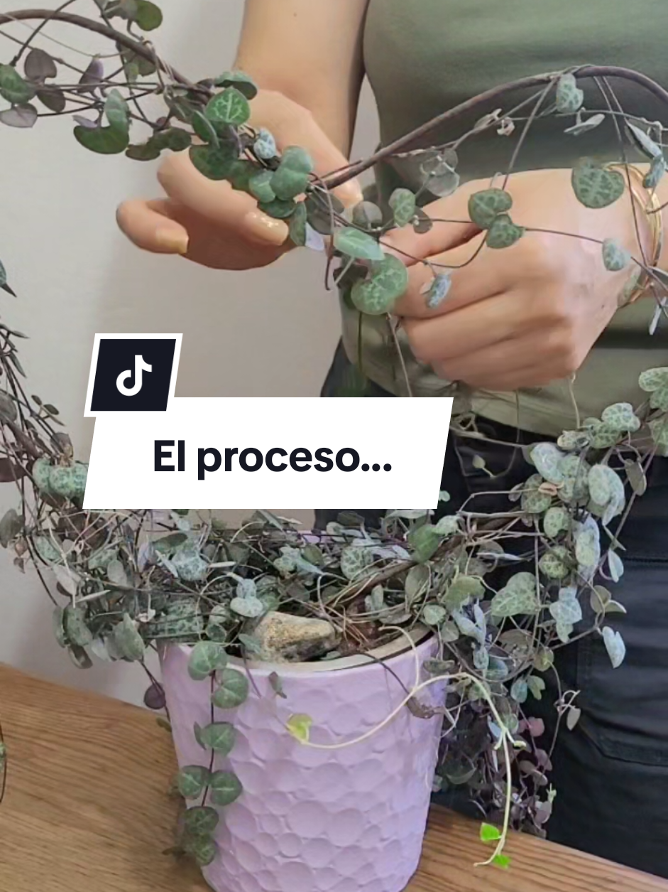 @Plantología🌿