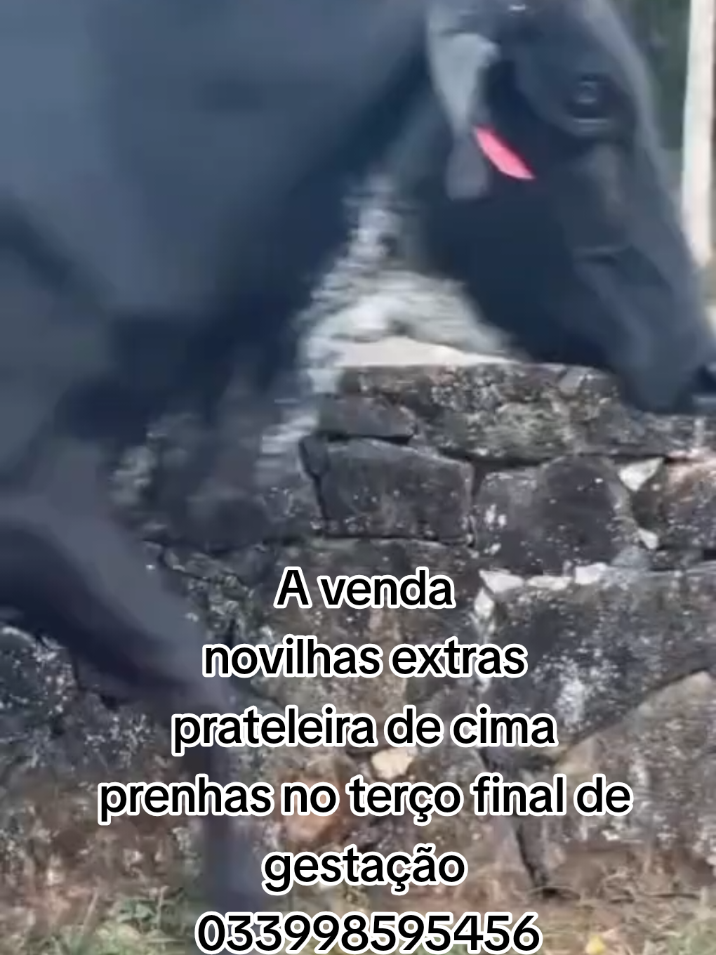 @marketing_do_gado