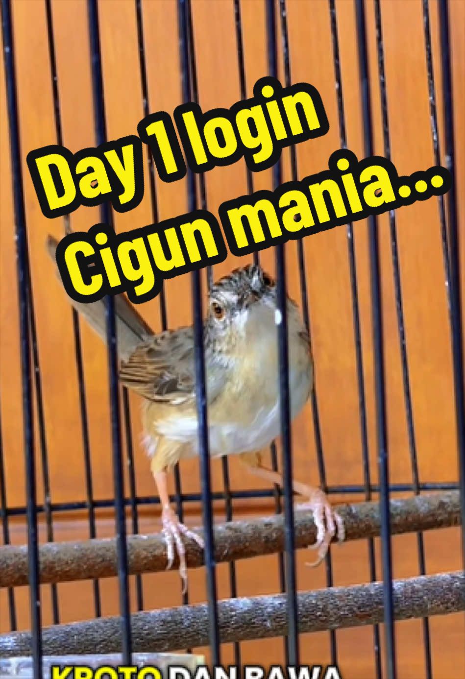 @GeDang Manuk