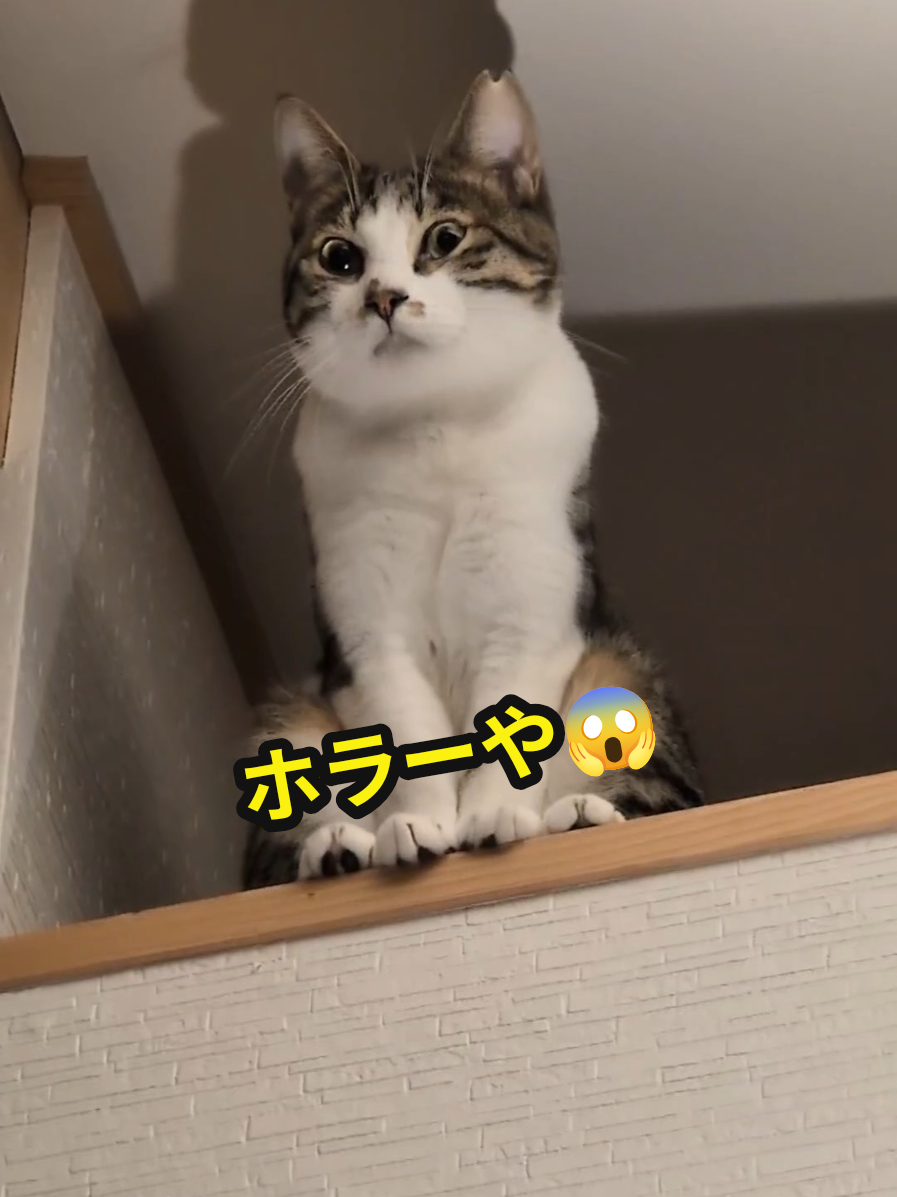 @にゃんご🐱