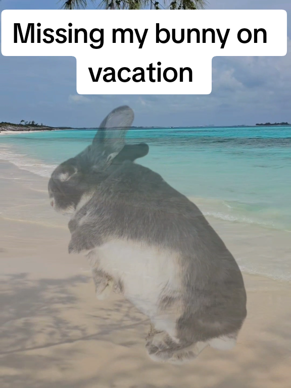 @Blueberry the Bunny