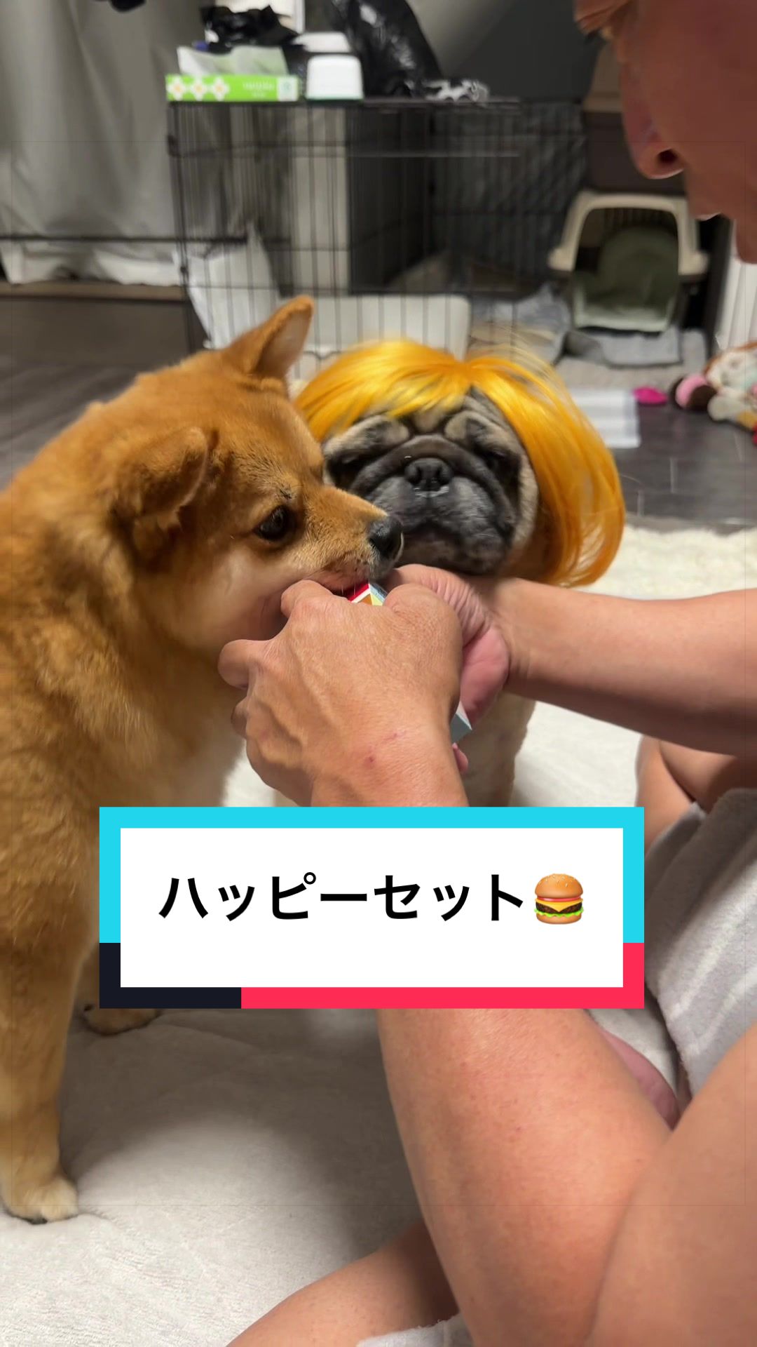 @🐶とん&ぺっぺこぺー🦊