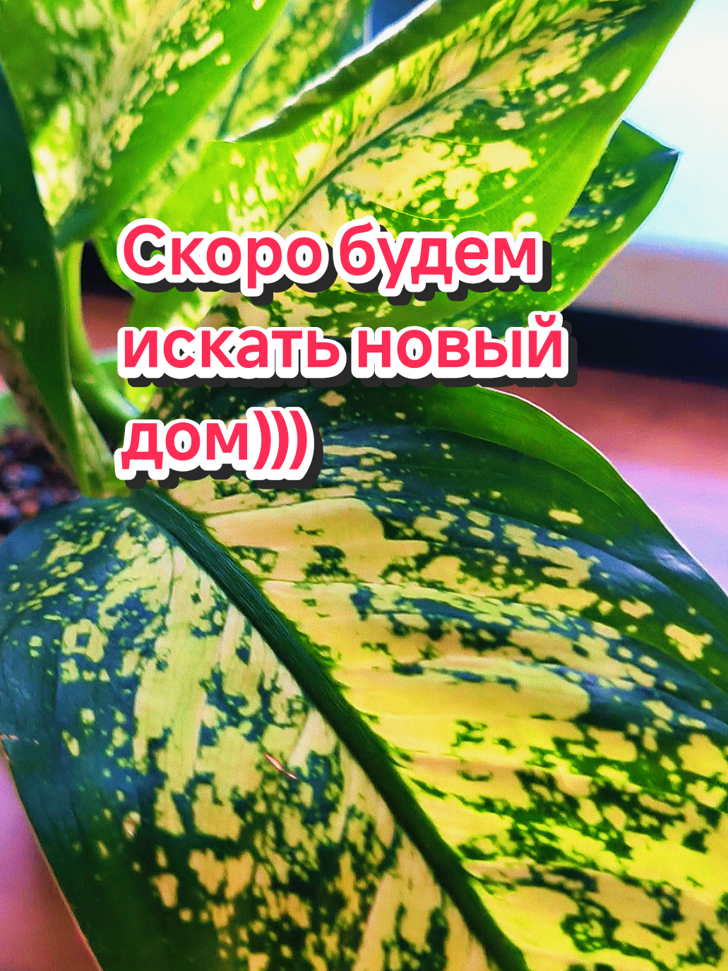 @kri_ma_photo