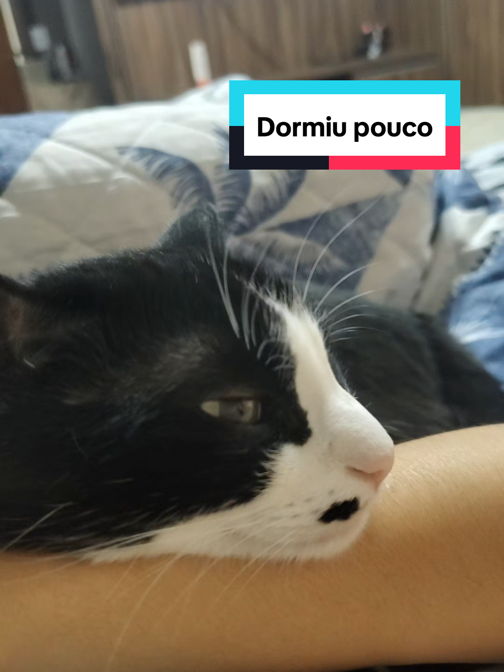 @Kyuubi e Dory no Comando 🐾