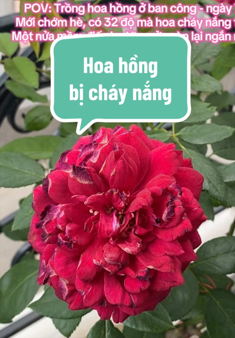 @Gia vị cuộc sống