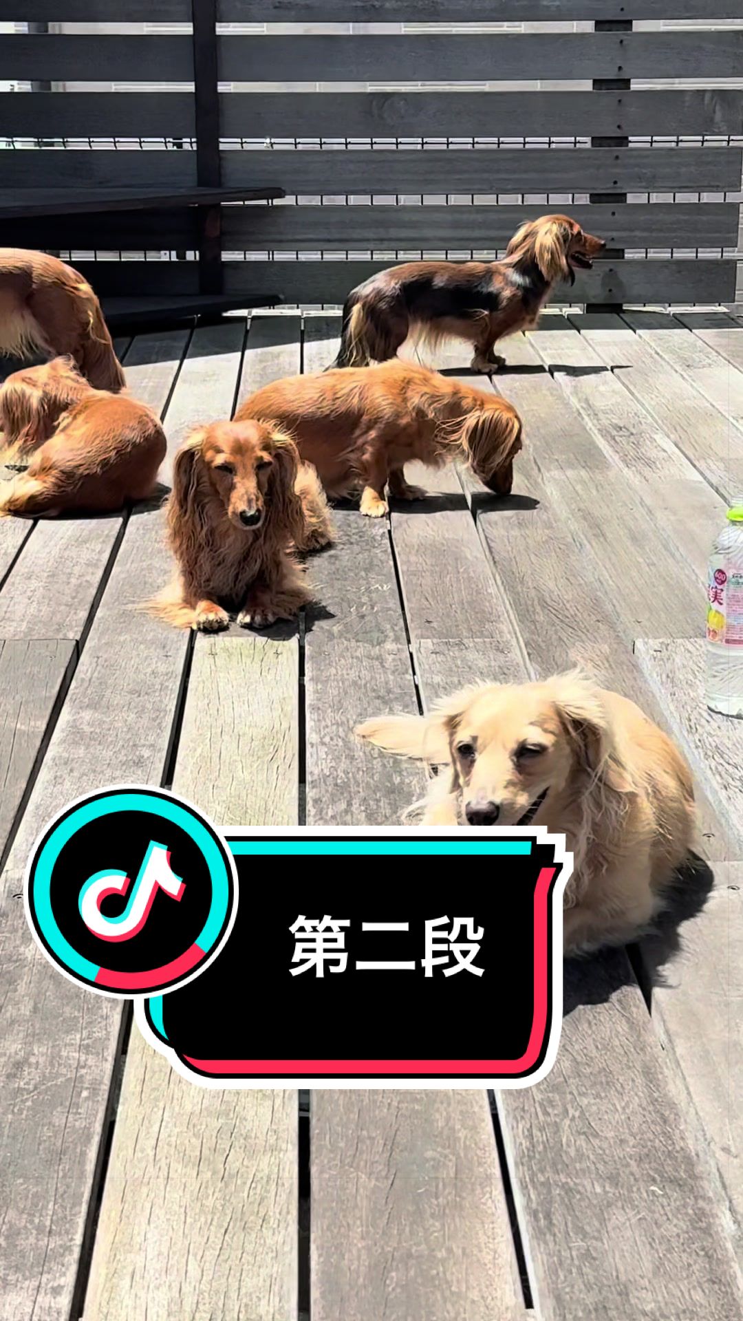 @ダックス愛好家(ワンワンパパ)