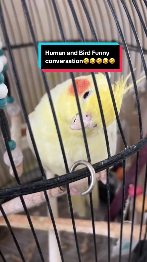 @Bixby the Budgie