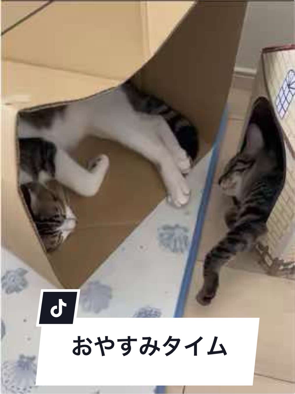 @ねこまみれ
