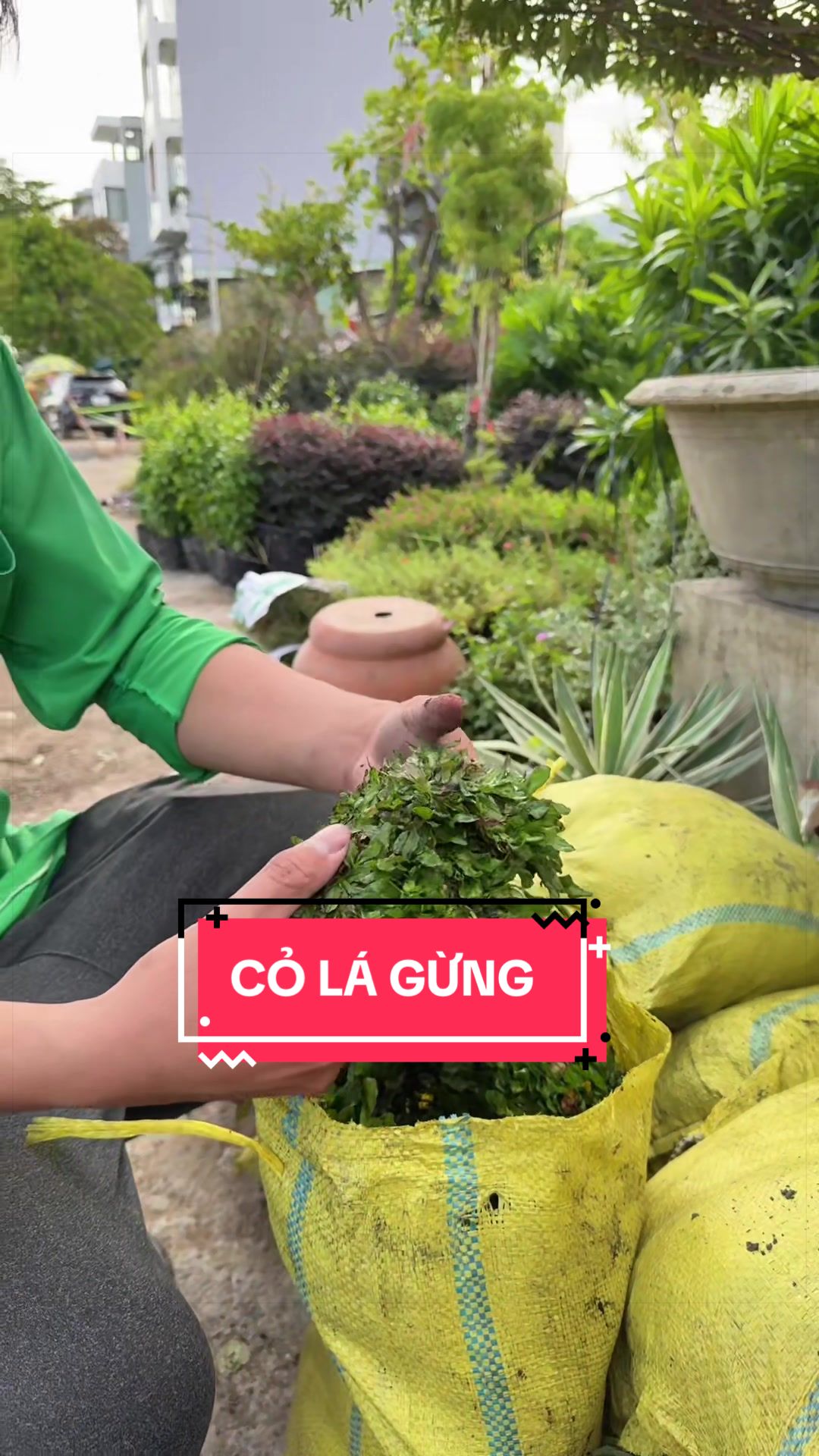 @Cây Xanh Phong Hồng
