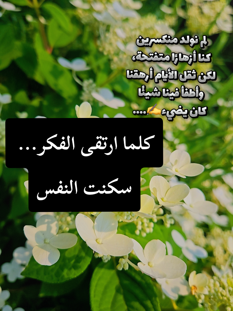 @🍃🌸Tahani Khafas🌸🍃