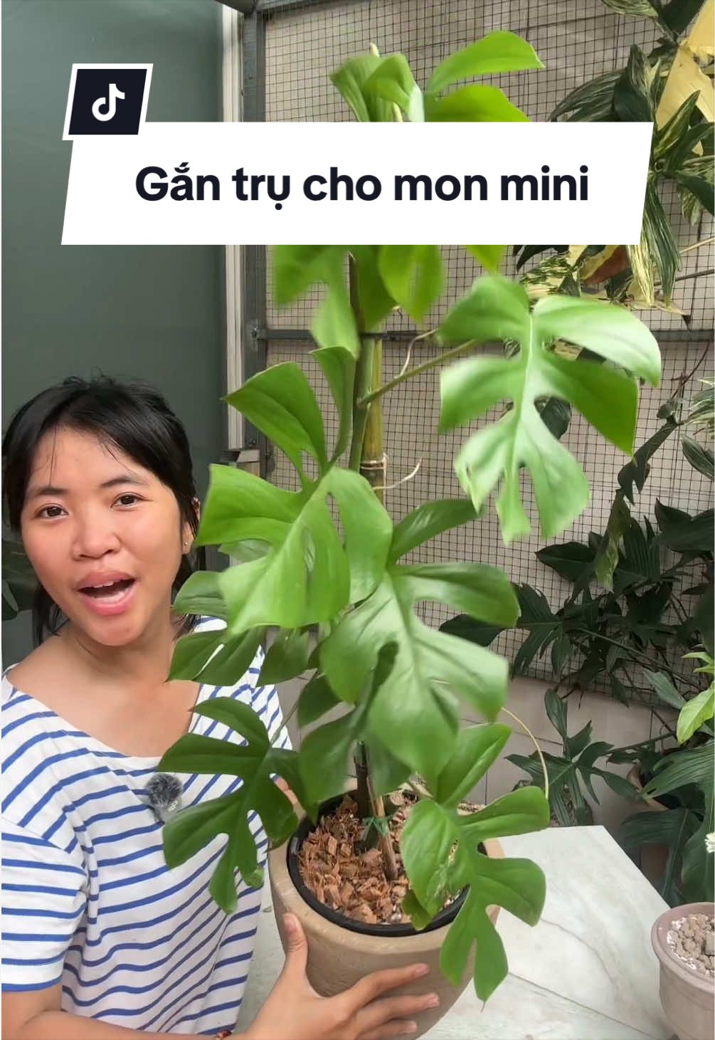 @Vuoncuakien