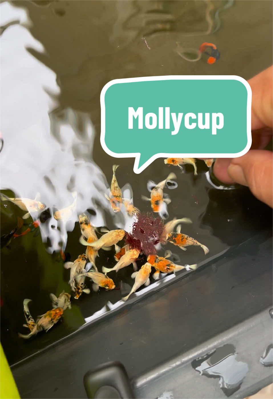 @mollycup169