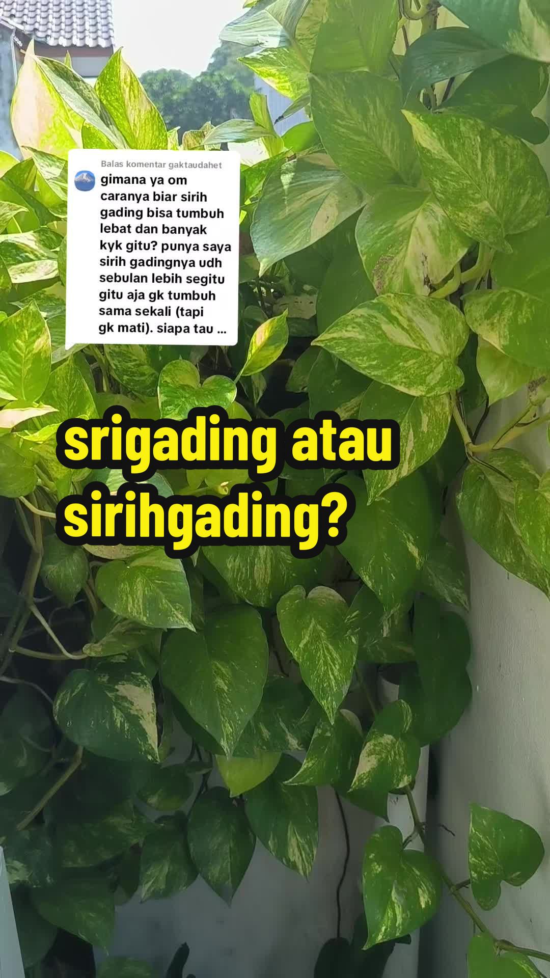 @Punya Namita