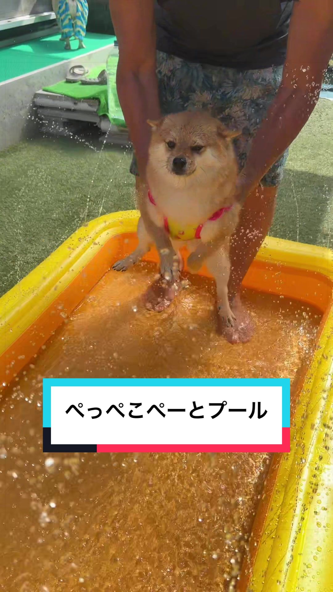 @🐶とん&ぺっぺこぺー🦊